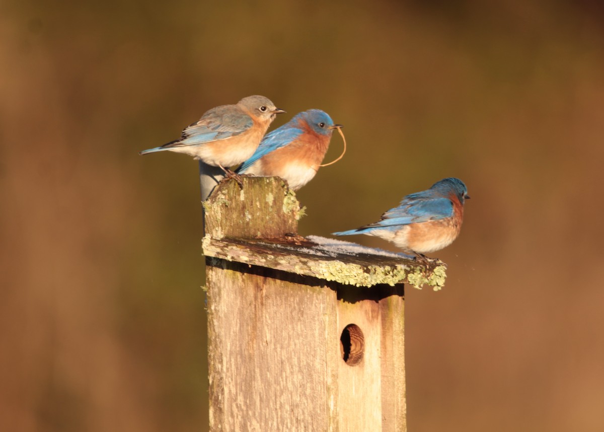 Eastern Bluebird - Juli deGrummond