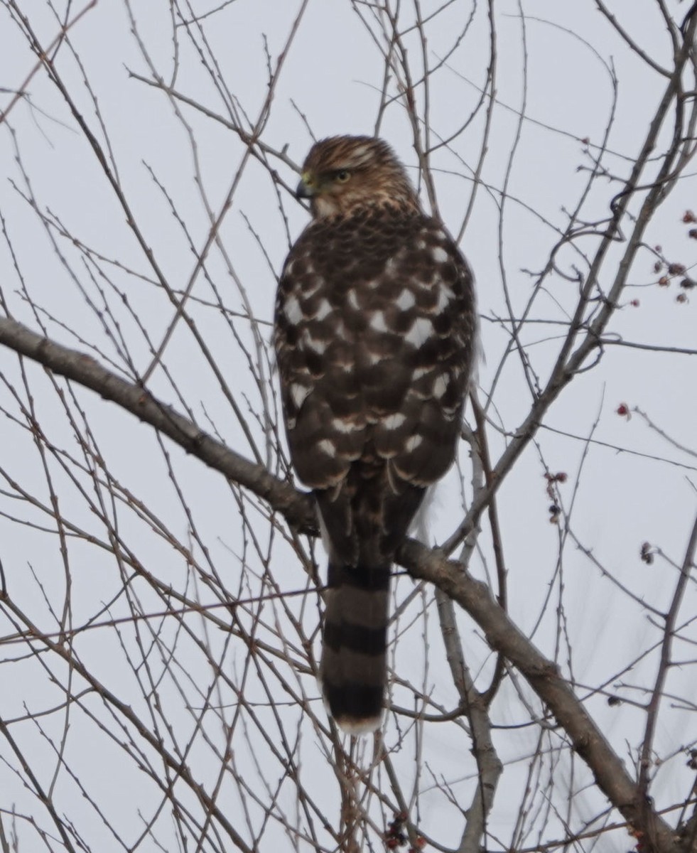 Cooper's Hawk - ML408940341