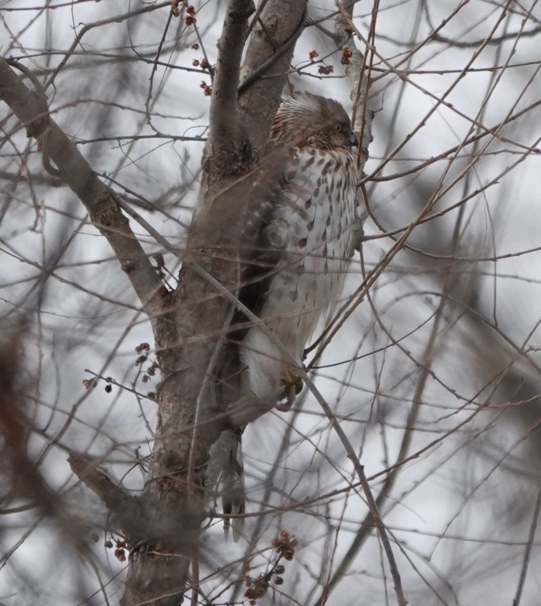 Cooper's Hawk - ML408940361
