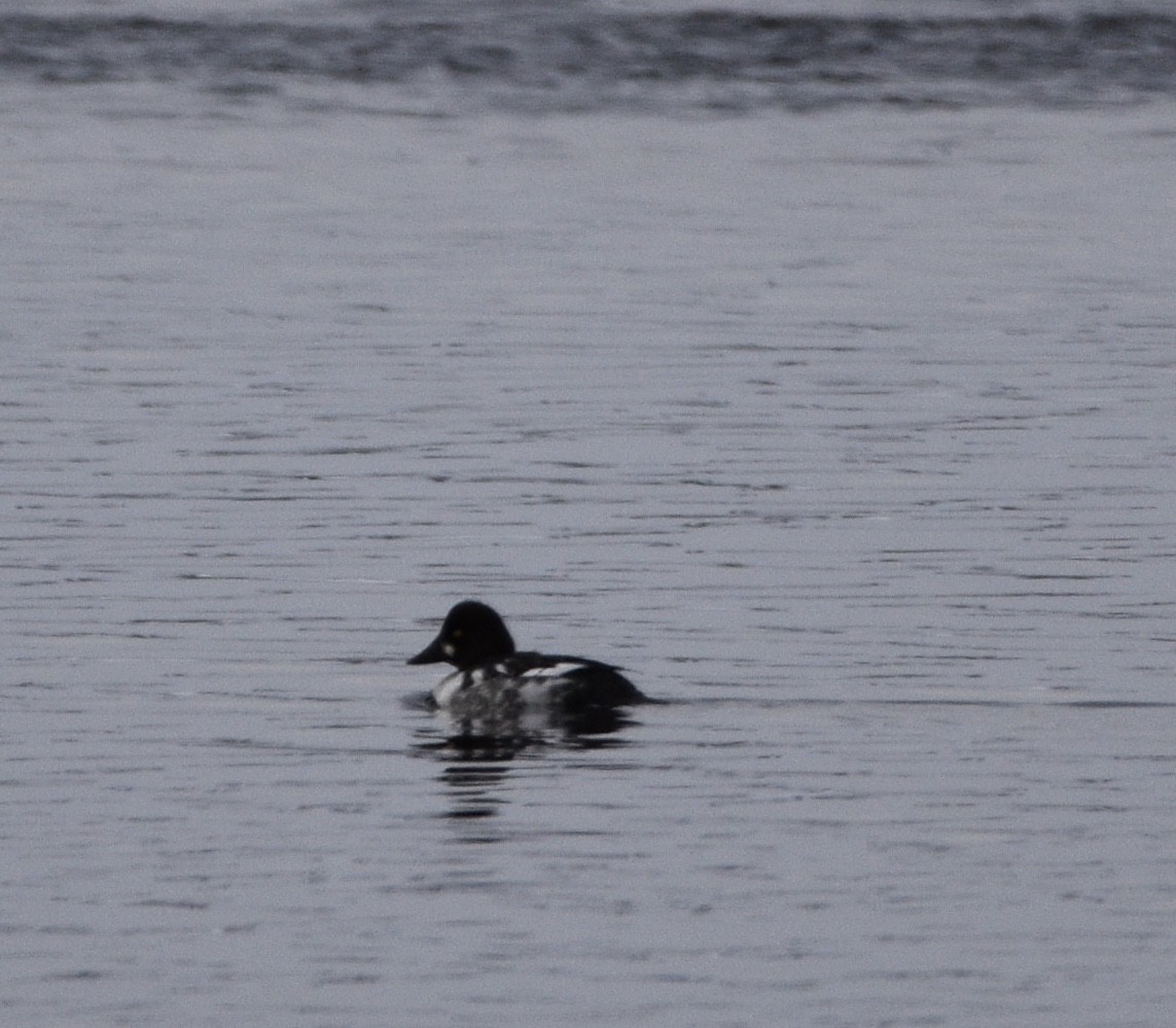 Common Goldeneye - ML408941301