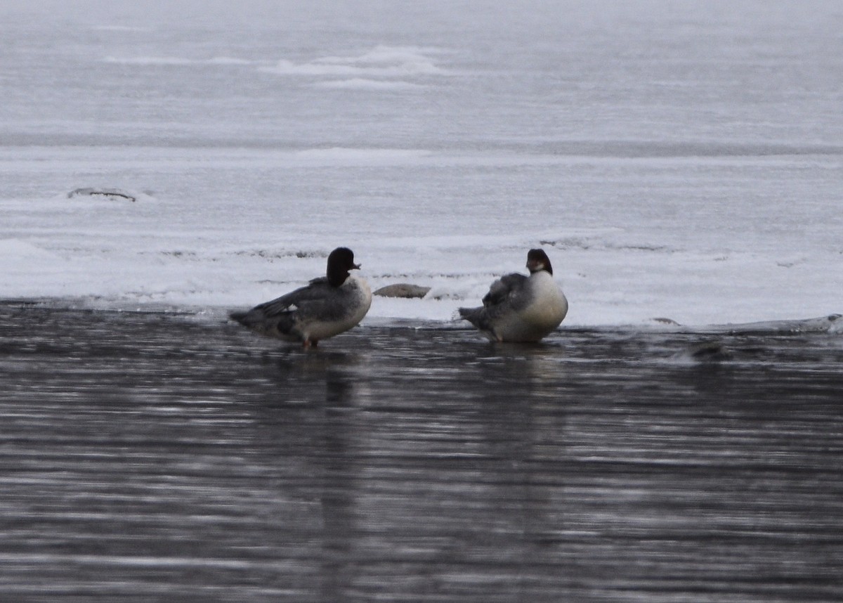 Common Merganser - Aletha Boyle