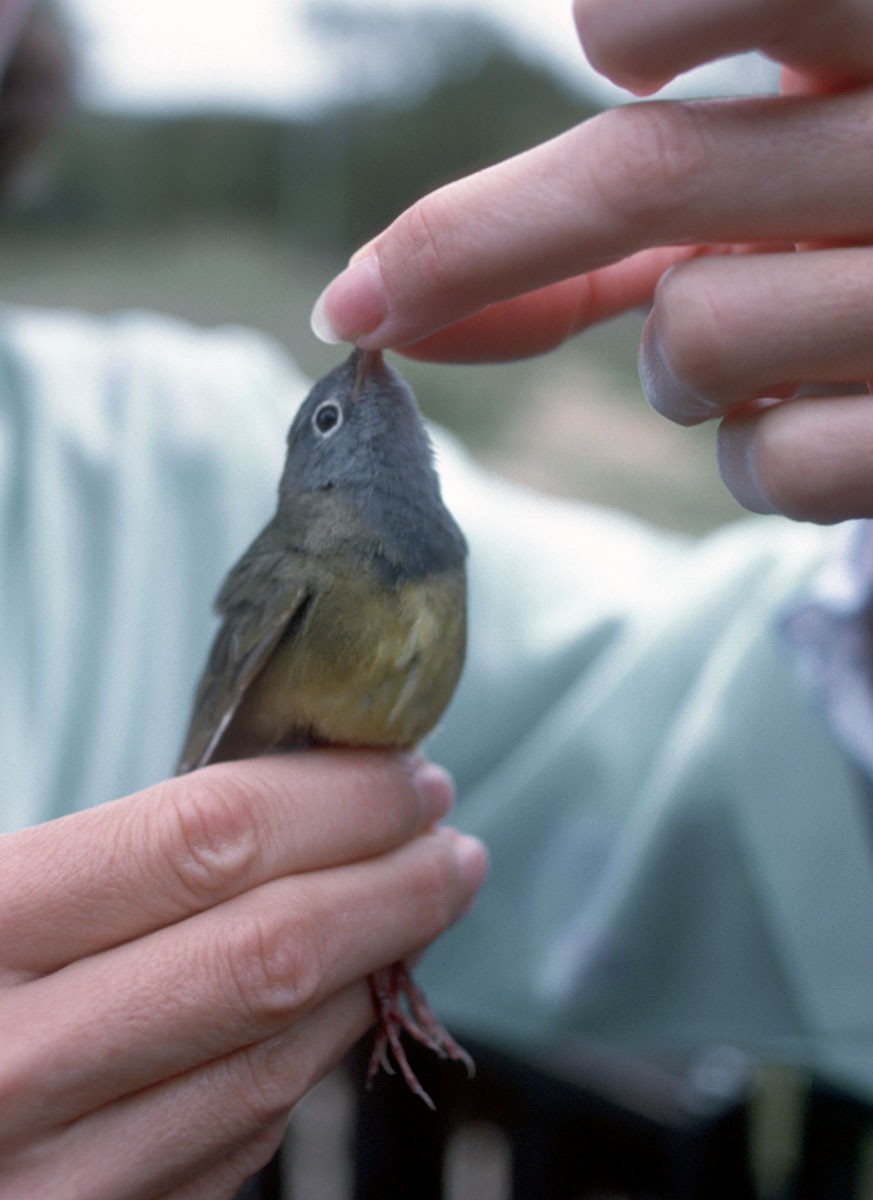 Connecticut Warbler - ML408942291