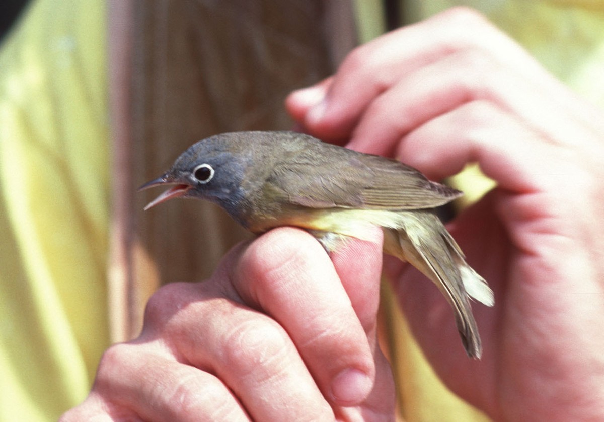 Connecticut Warbler - TBRC Accepted Records