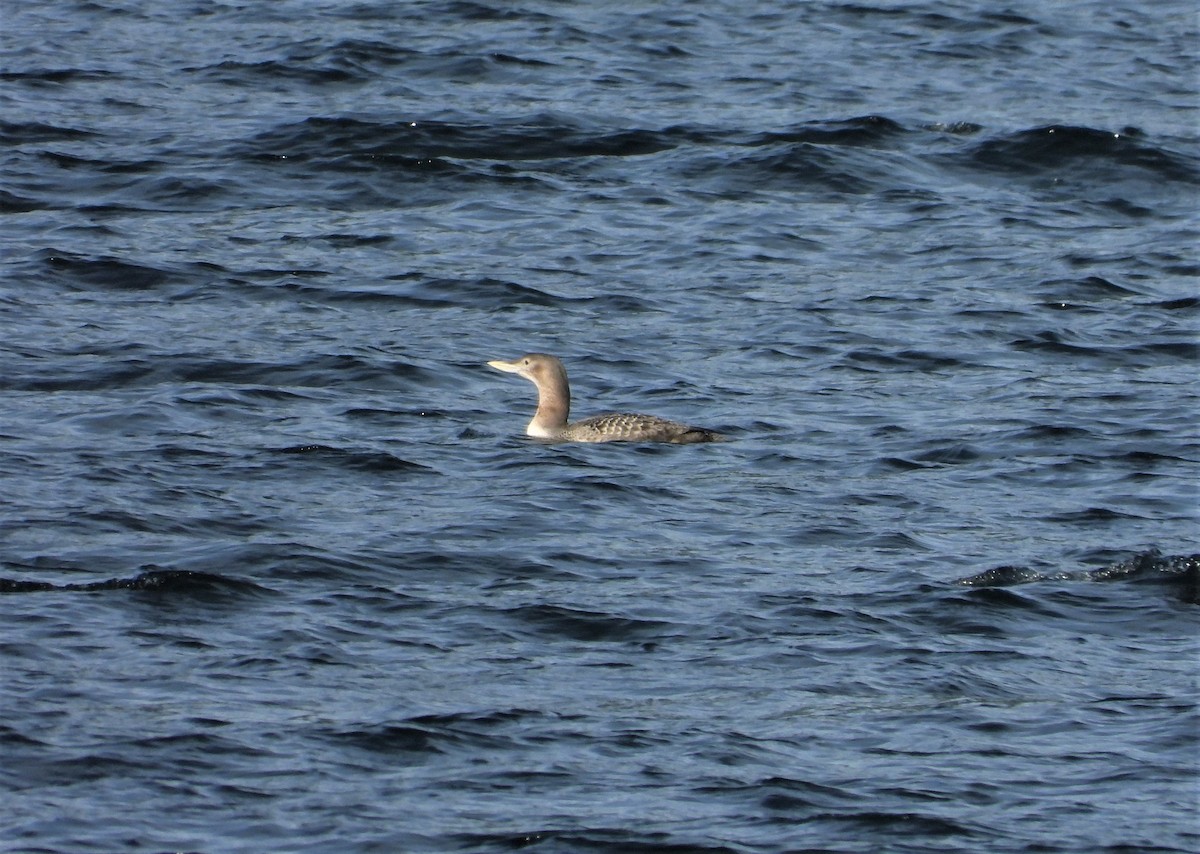 Yellow-billed Loon - Dale Floer
