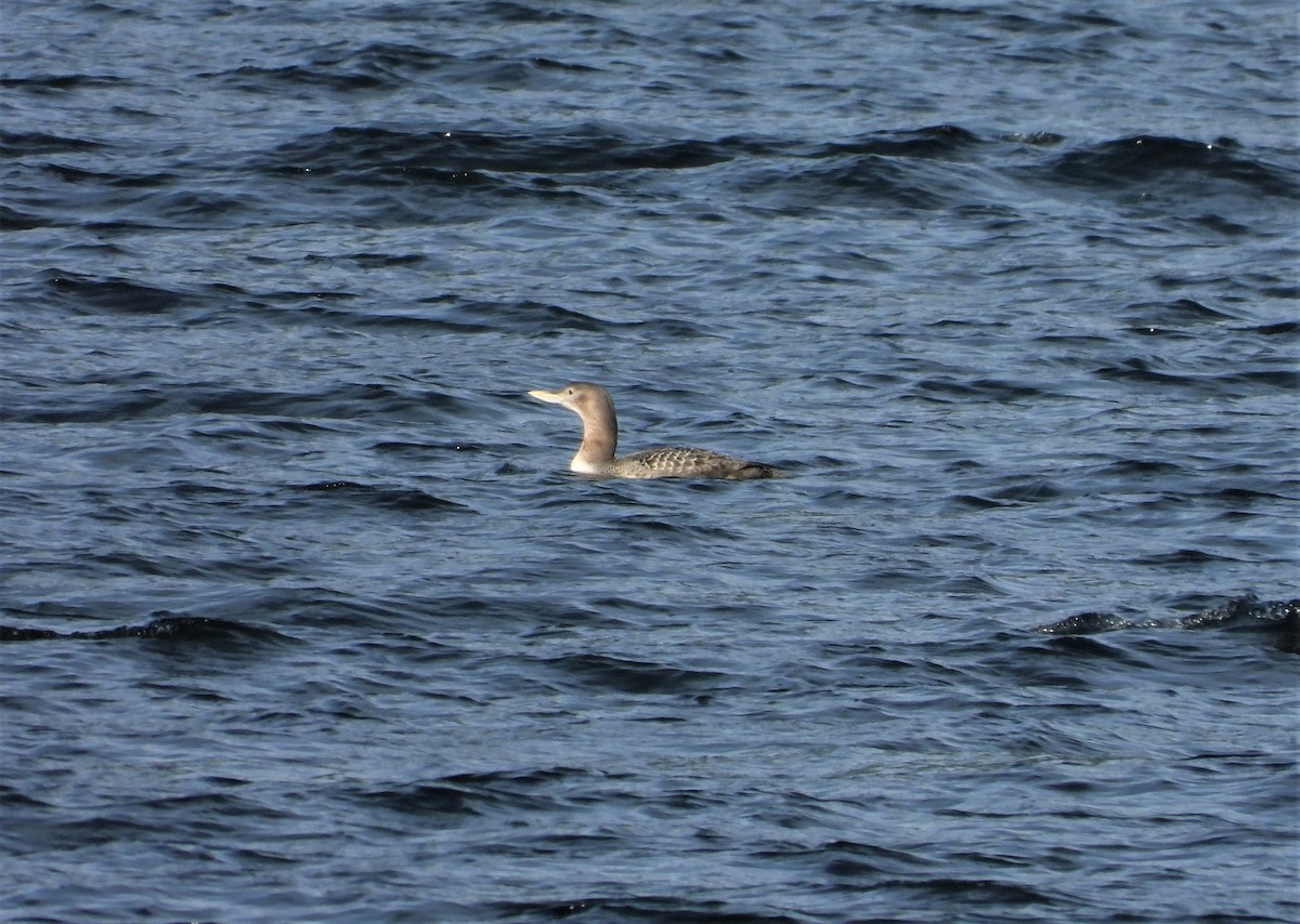 Yellow-billed Loon - ML408943111