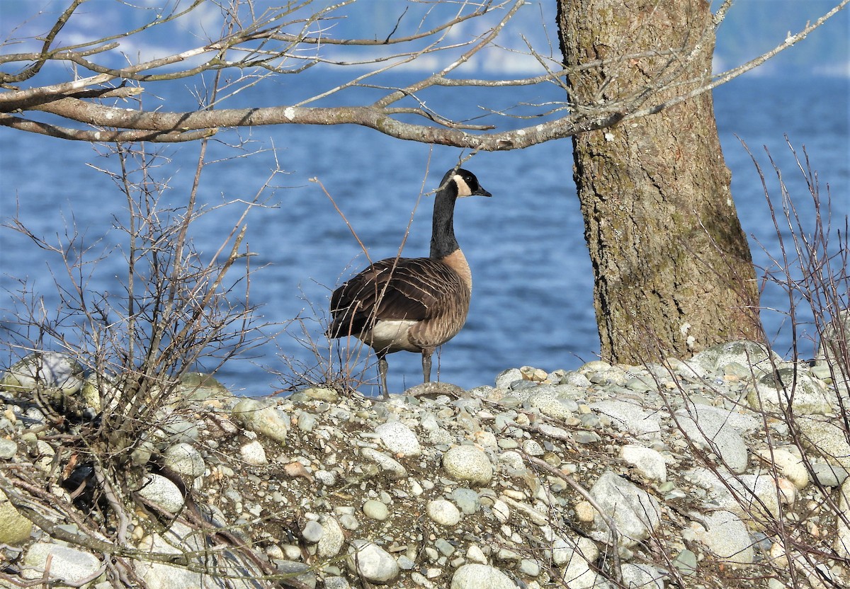 Canada Goose - ML408943281