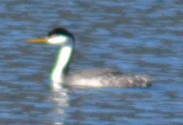 Western/Clark's Grebe - ML408943671