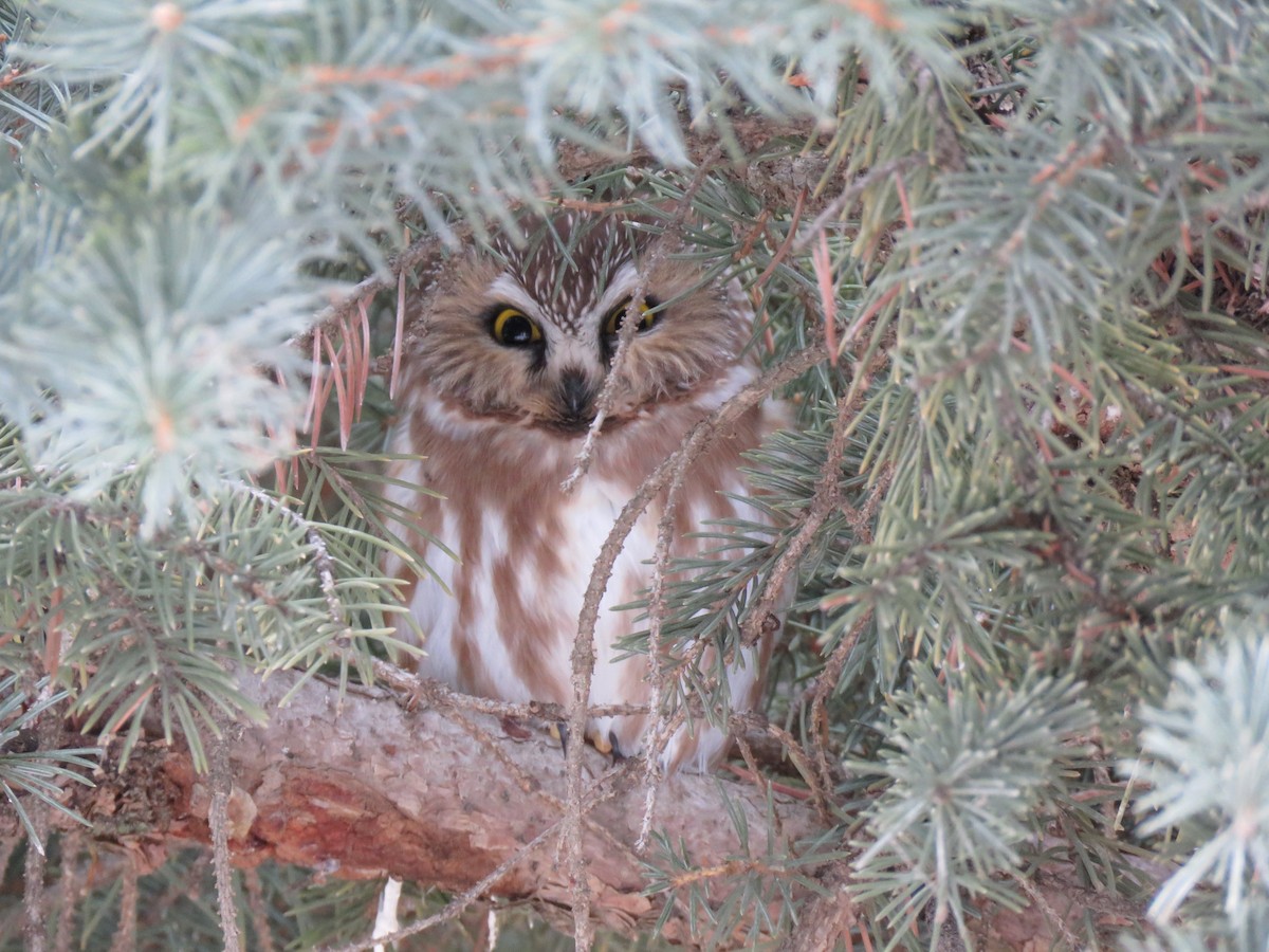 Northern Saw-whet Owl - ML408944741
