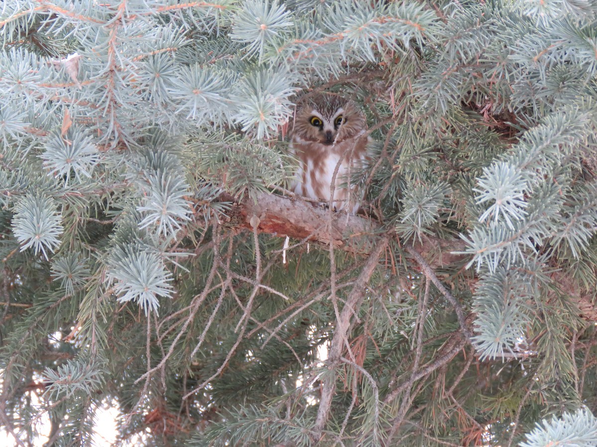 Northern Saw-whet Owl - ML408945001