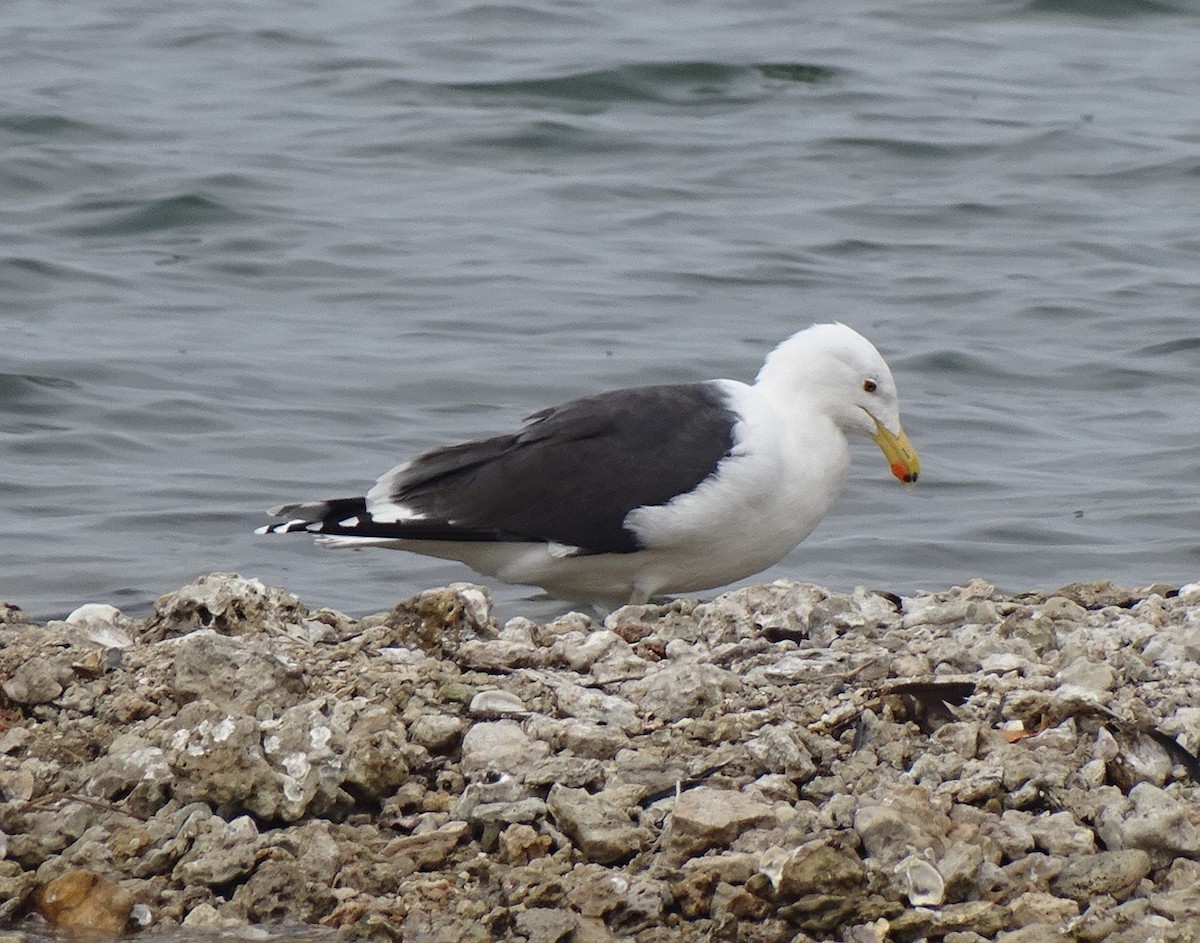 Great Black-backed Gull - ML408945871