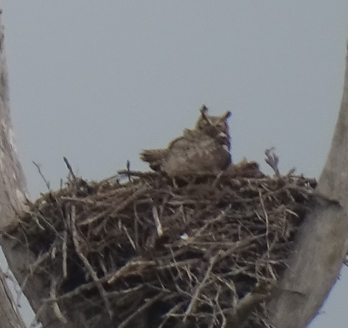 Great Horned Owl - ML408946031