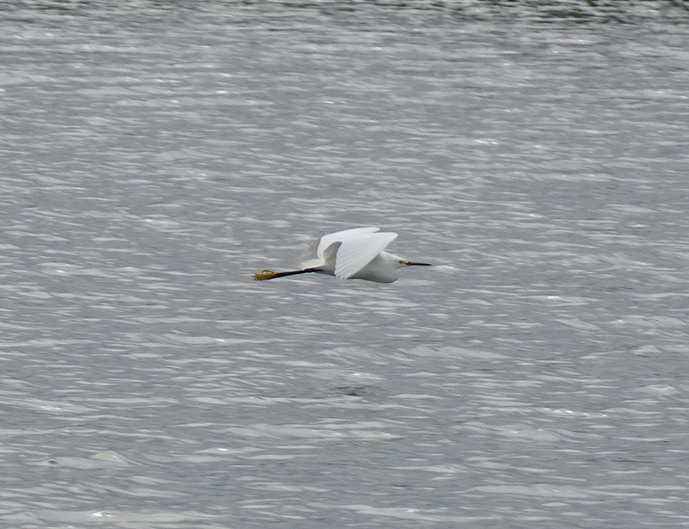 Snowy Egret - ML408946151