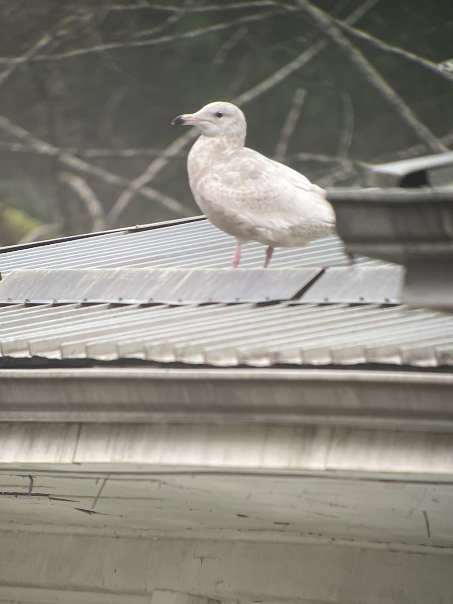 Glaucous Gull - Bruce LaBar