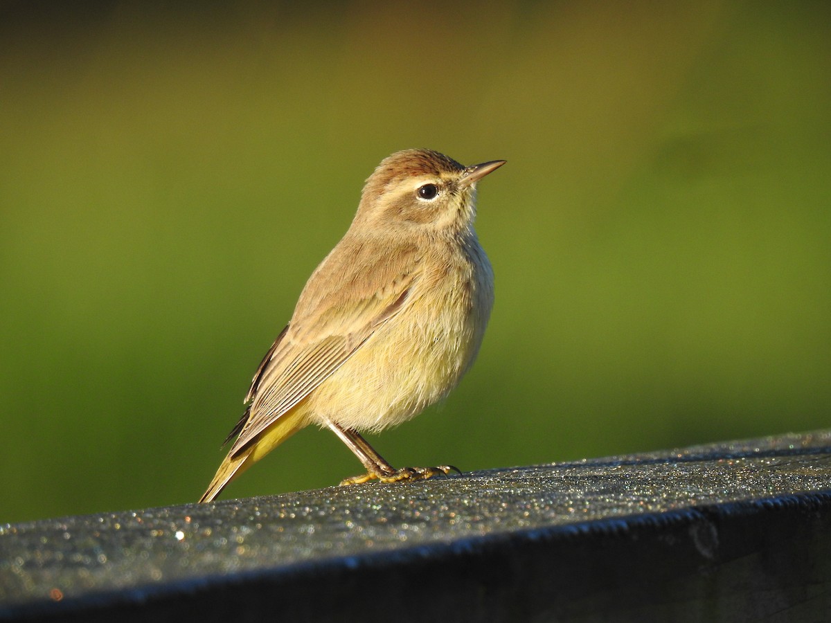 Palm Warbler - ML408947141