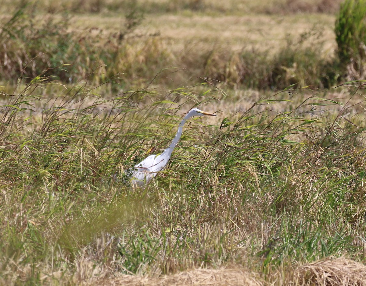 Great Egret - ML408948081