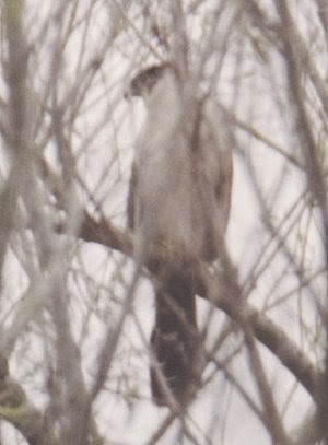 Collared Forest-Falcon - TBRC Accepted Records