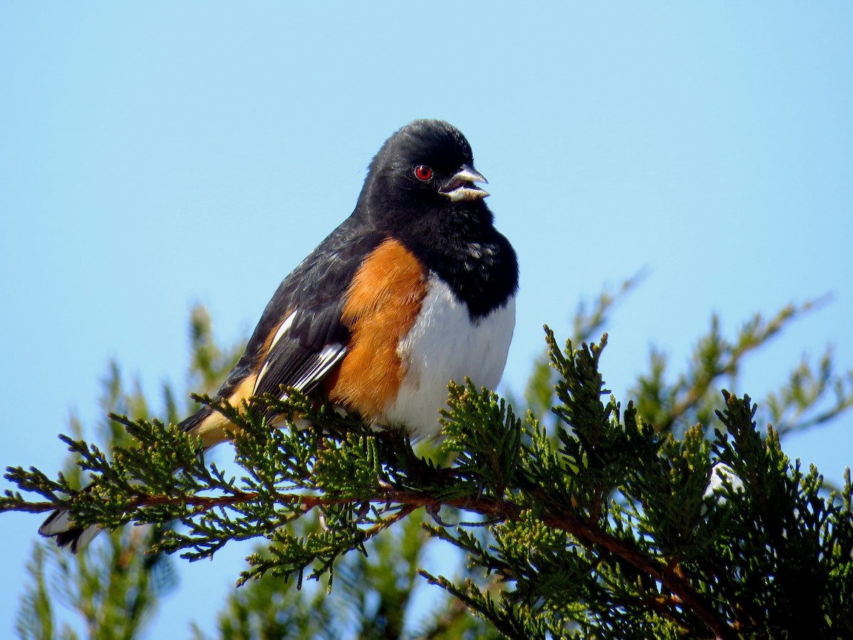 Eastern Towhee (Red-eyed) - WS Barbour