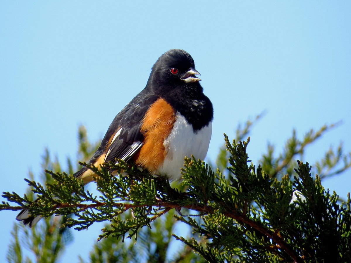 Eastern Towhee (Red-eyed) - ML408948551