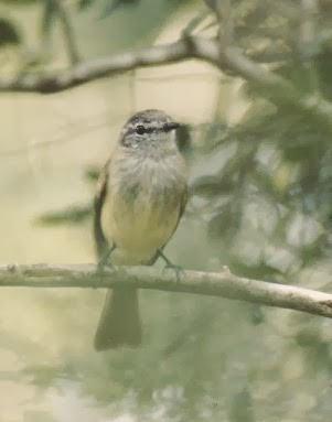 Greenish Elaenia - TBRC Accepted Records