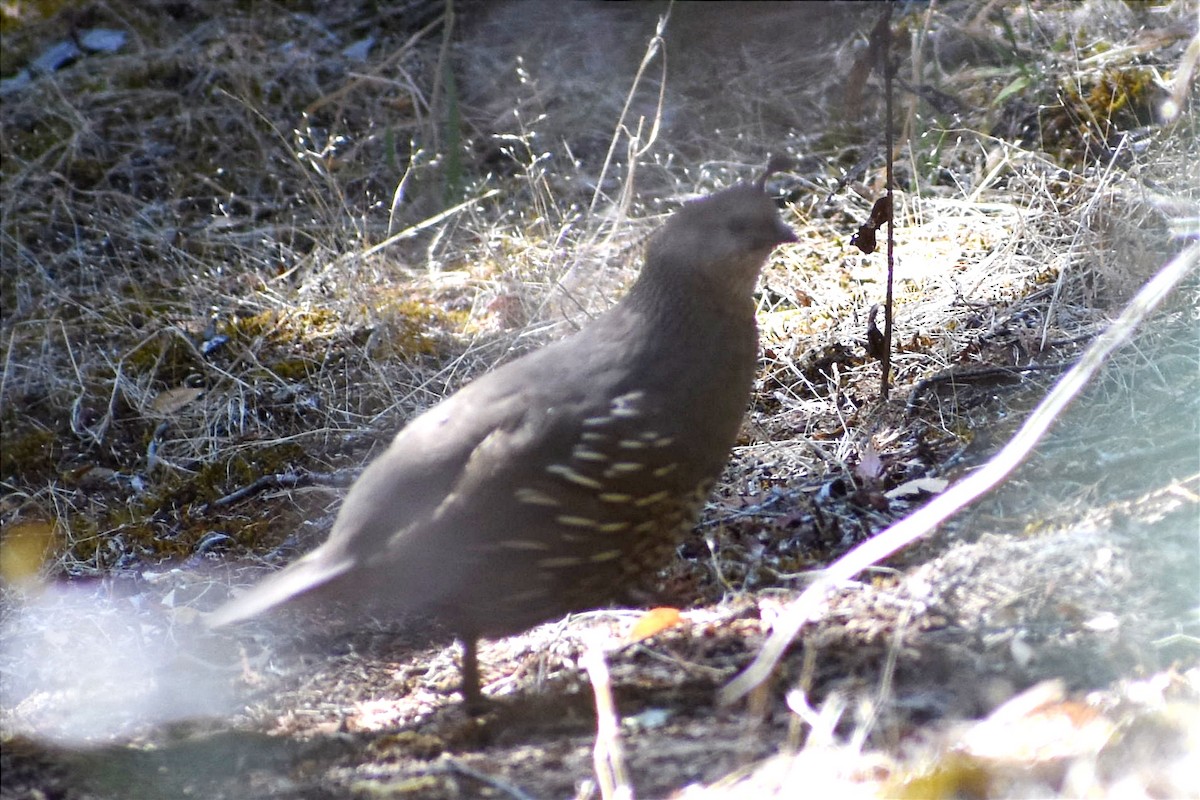 California Quail - ML408951771