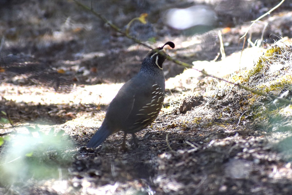 California Quail - ML408951821