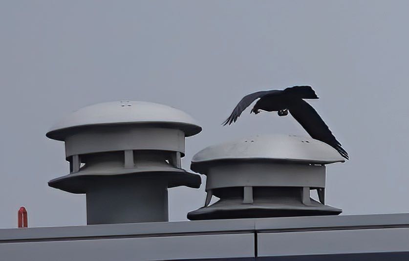 Common Raven - ML408952631