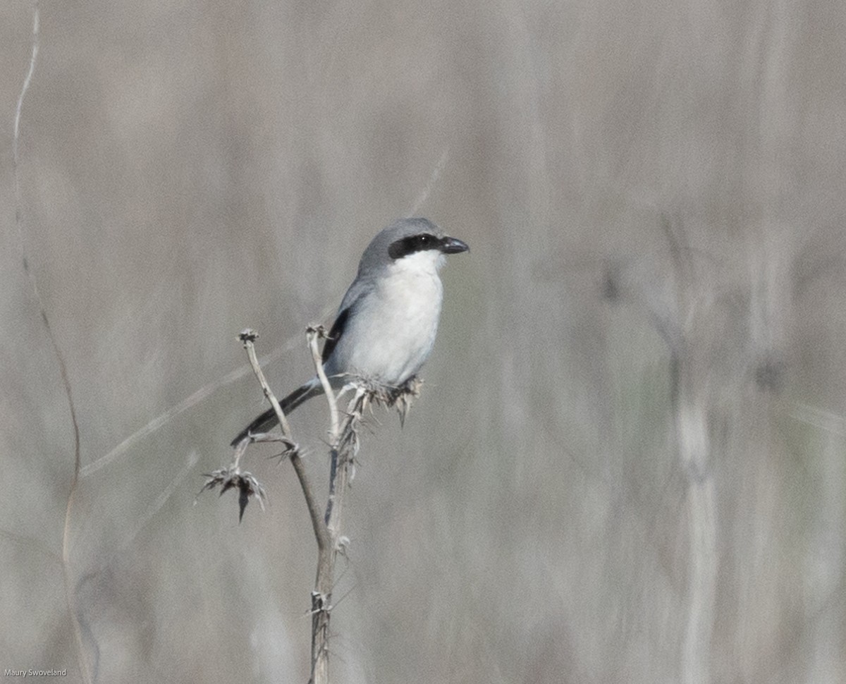 Loggerhead Shrike - Maury Swoveland