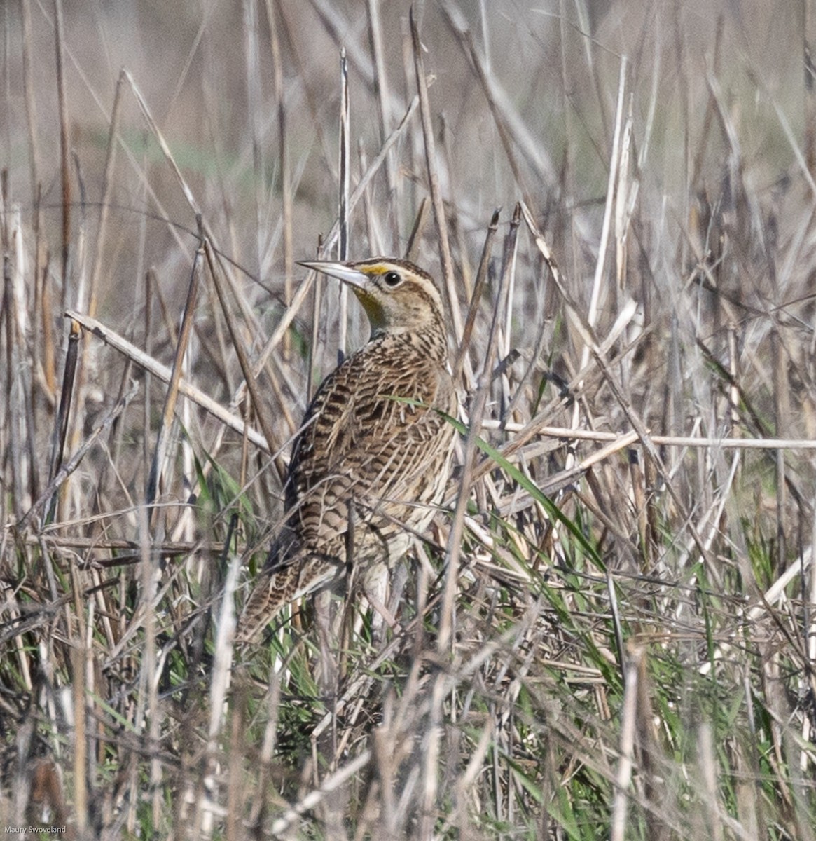 Western Meadowlark - ML408953541