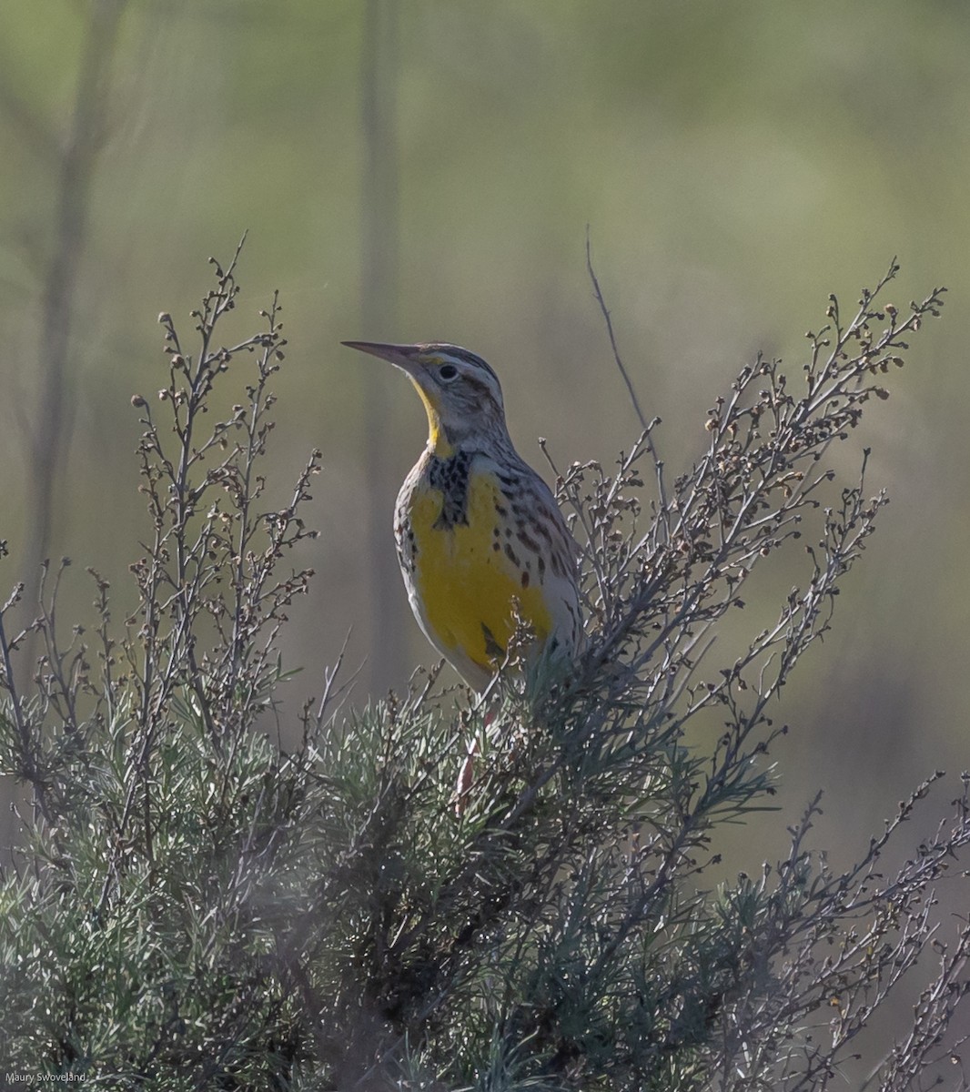 Western Meadowlark - ML408953561