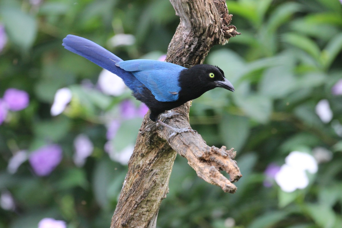 San Blas Jay - Chuck Gates