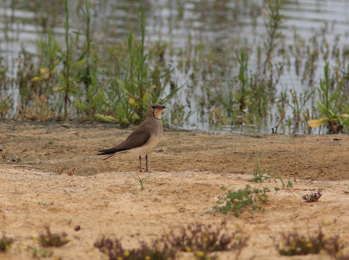 Collared Pratincole - ML40895521