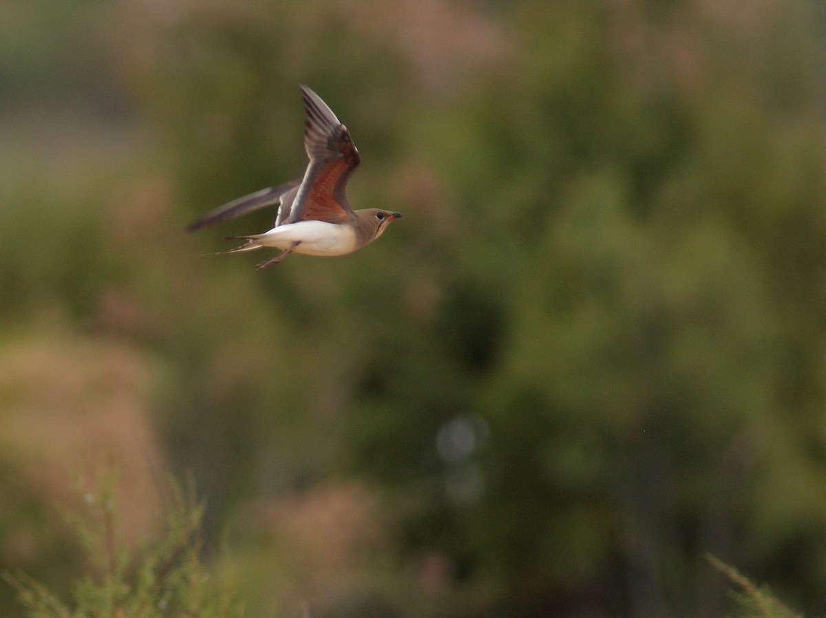 Collared Pratincole - ML40895531