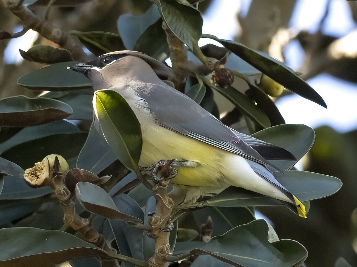 Cedar Waxwing - ML408955481