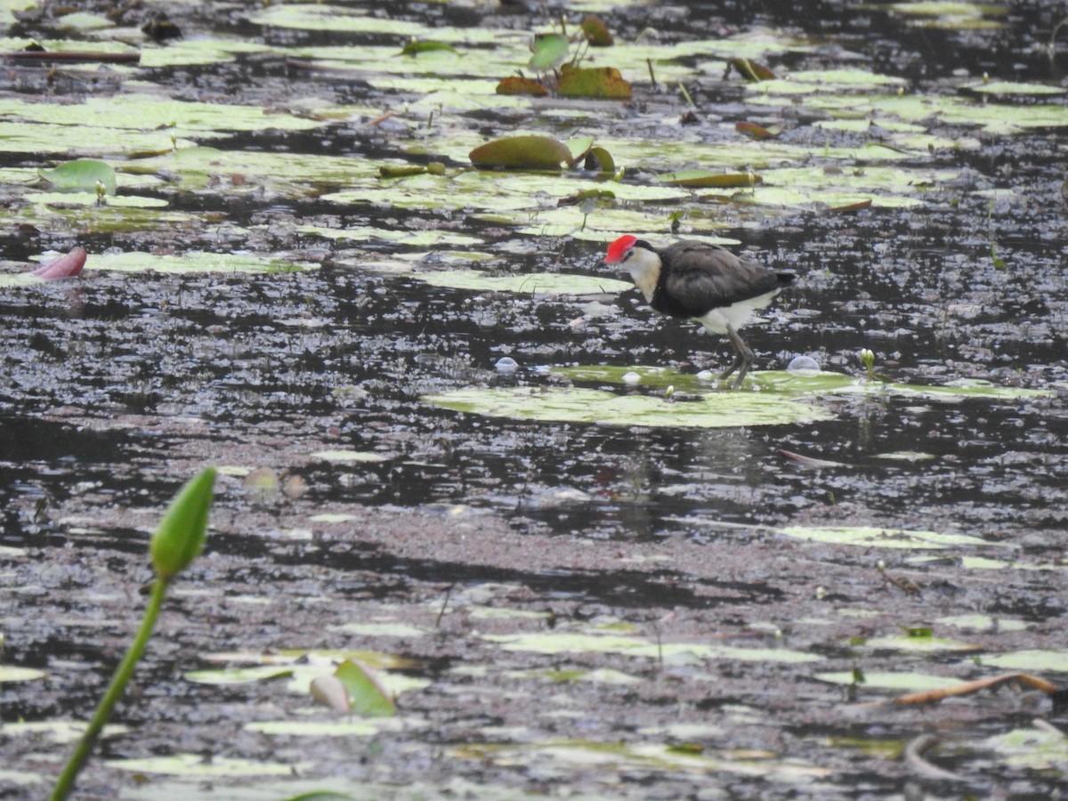 Comb-crested Jacana - ML408956281