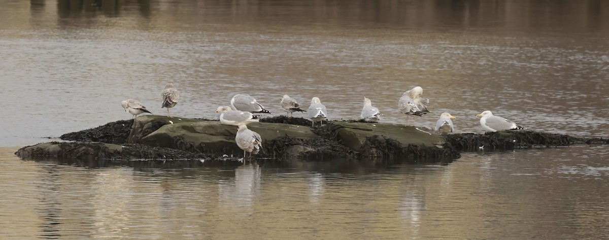 Ring-billed Gull - ML408956291