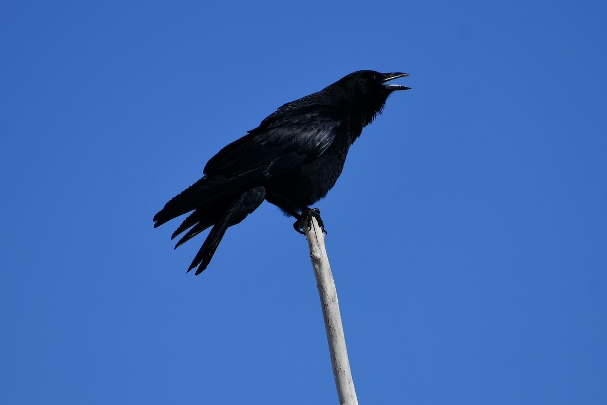 American Crow - ML408957011