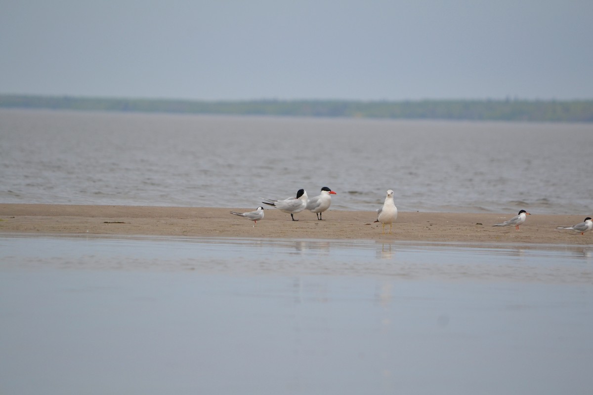 Caspian Tern - Sarah Bonnett