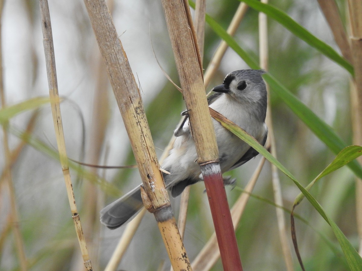 Tufted Titmouse - ML408957401