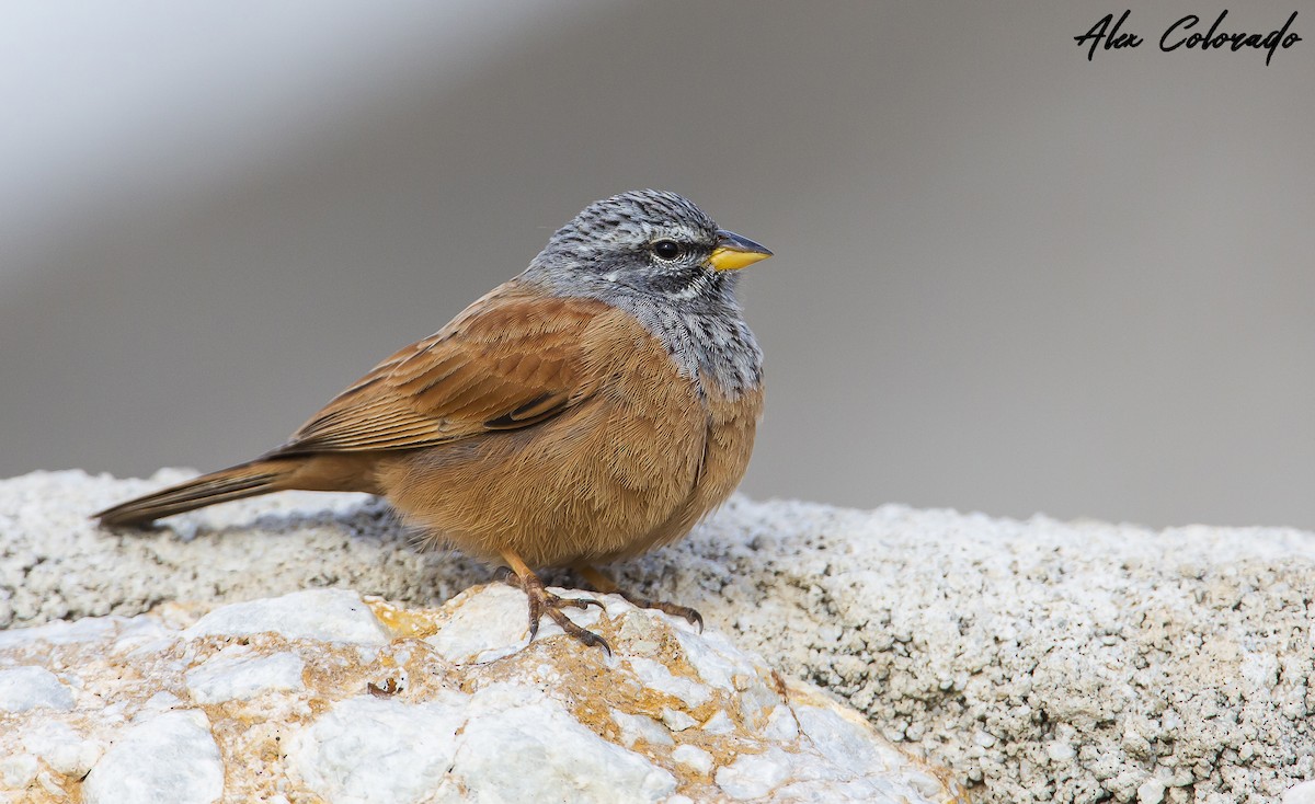 House Bunting - ML408958401