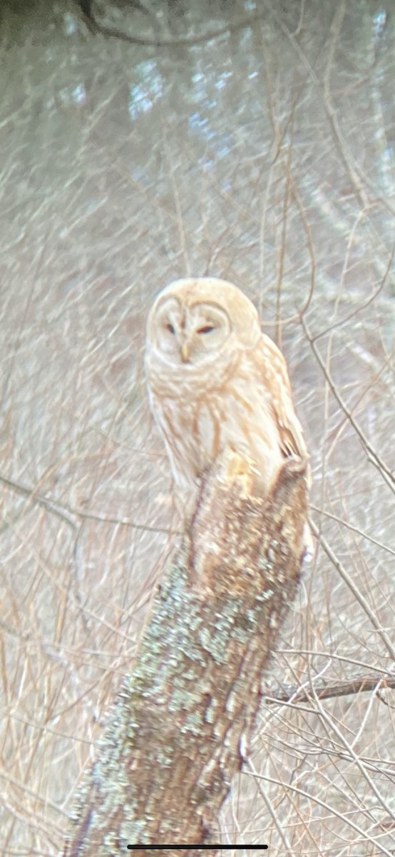 Barred Owl - ML408959251