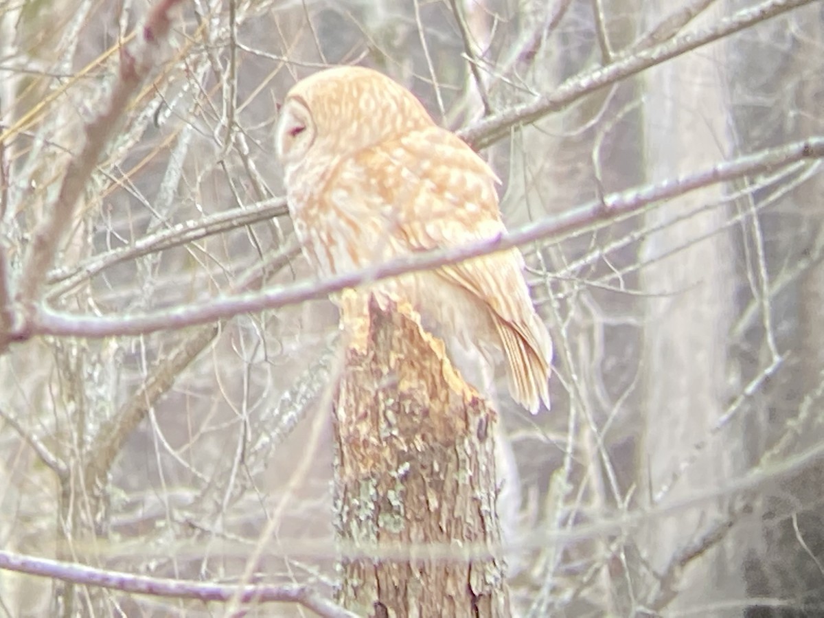 Barred Owl - ML408959301