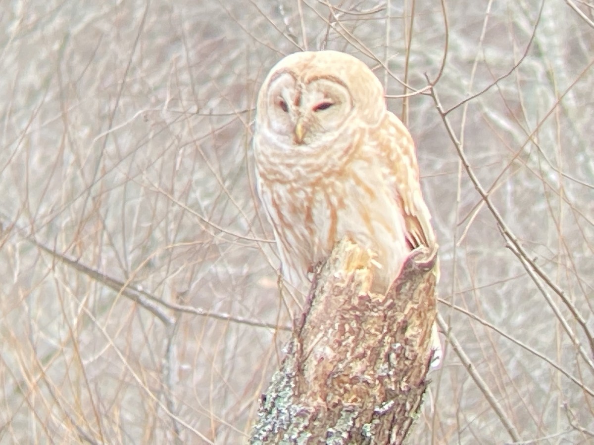 Barred Owl - ML408959311