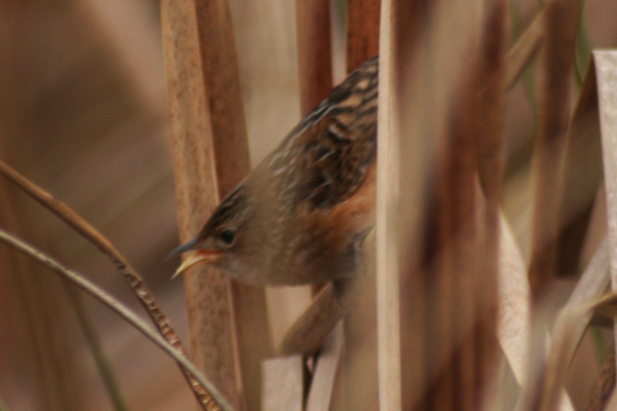 Sedge Wren - ML40896031