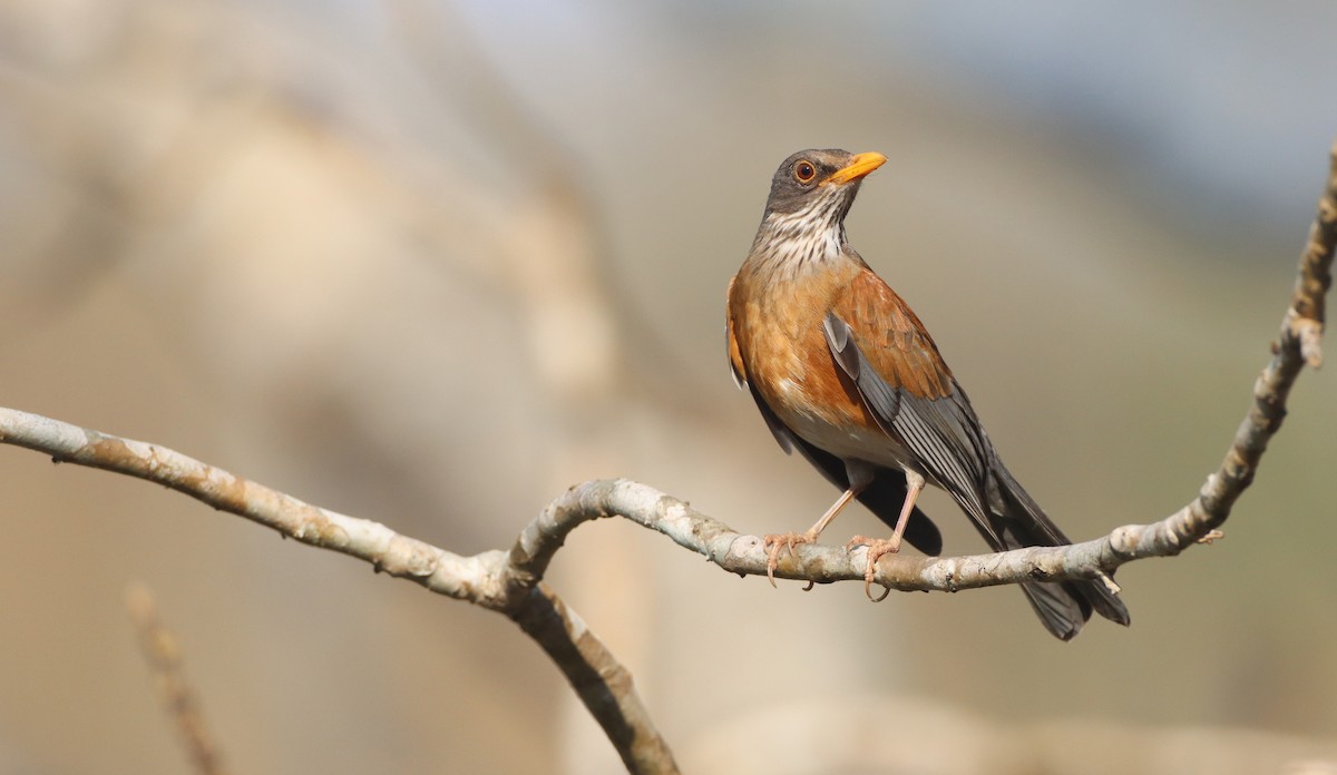 Meksika Ardıcı (rufopalliatus) - ML408960371