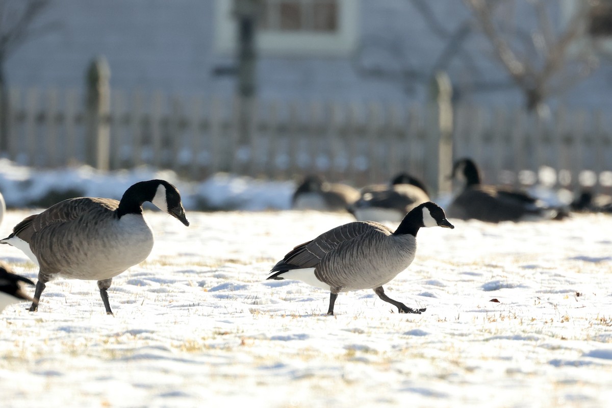 Cackling Goose - ML408960821