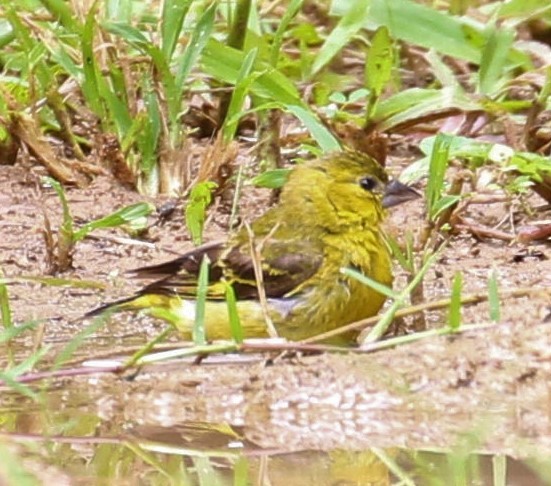 Yellow-faced Siskin - ML408961311