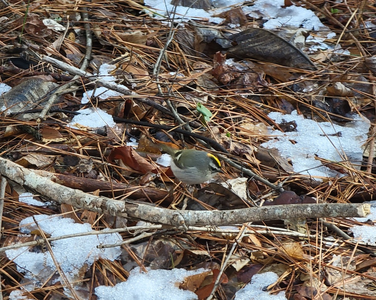 Golden-crowned Kinglet - ML408961501