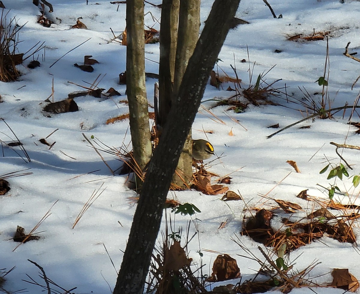 Golden-crowned Kinglet - ML408961551