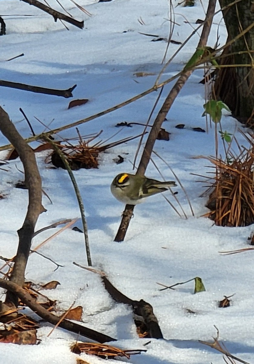 Golden-crowned Kinglet - ML408961731