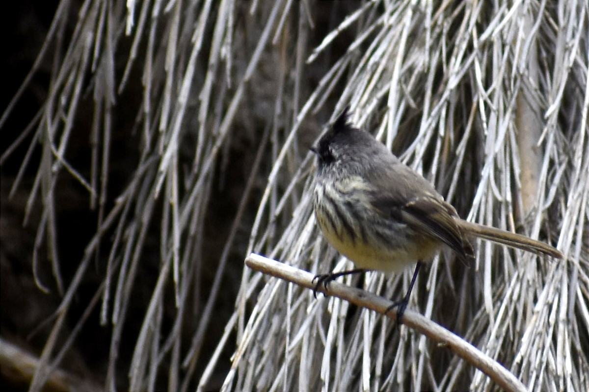 Tufted Tit-Tyrant - Juan Bardier